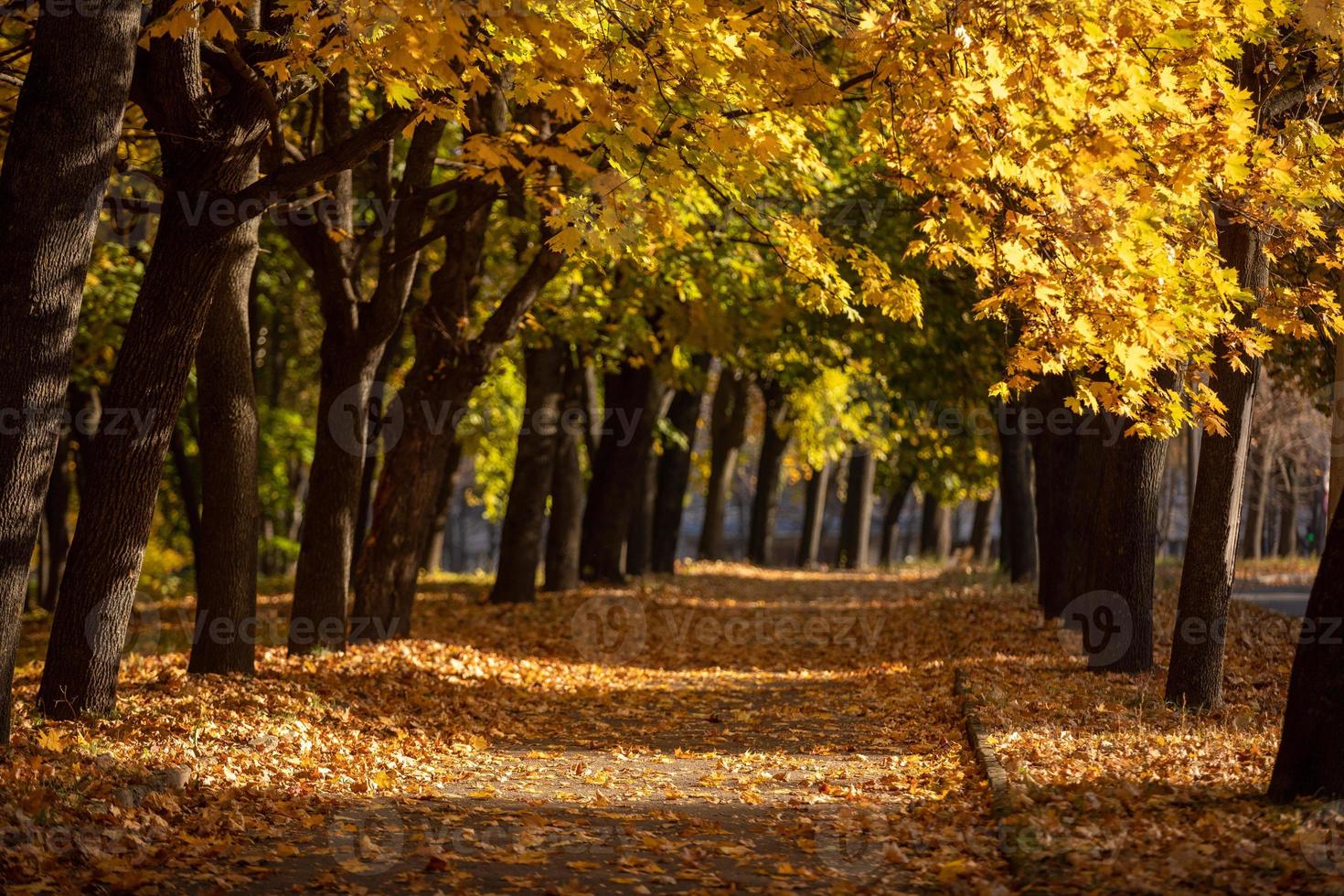 magiskt ljus vid och gångvägen i höstpark foto