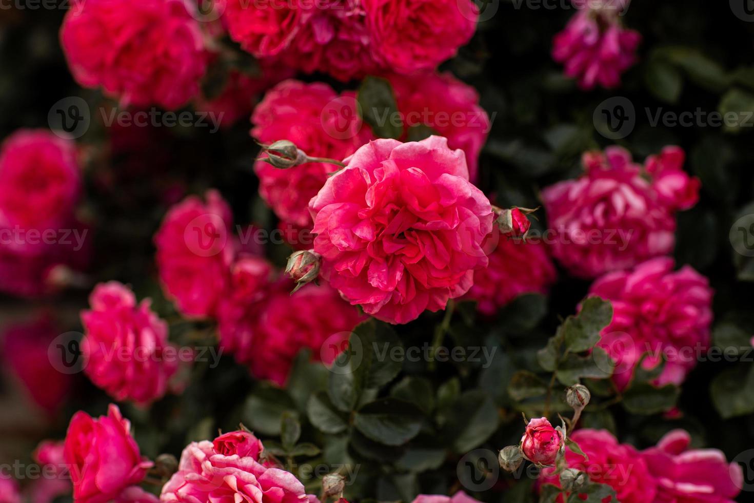 blomstrande rosa rosbuske, full blom i trädgården foto