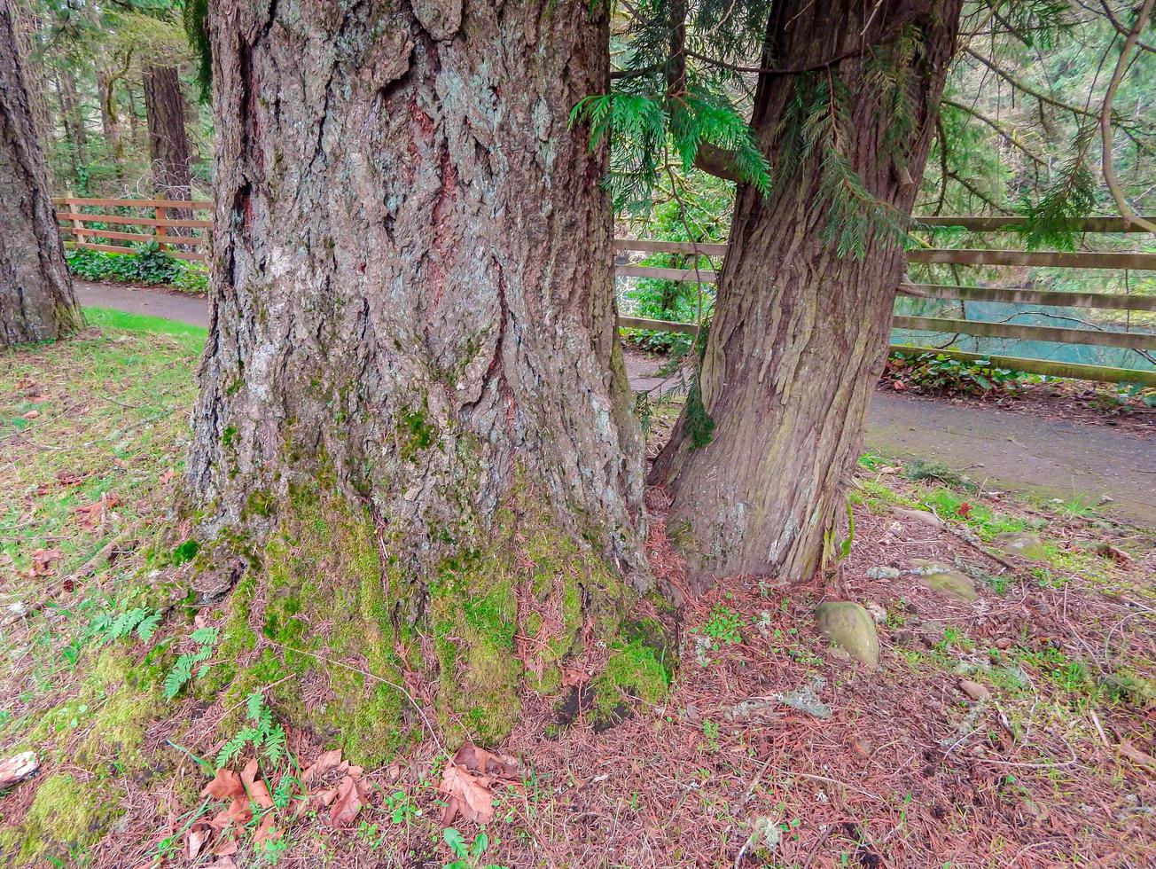 Clackamas River Walk på Estacada eller foto