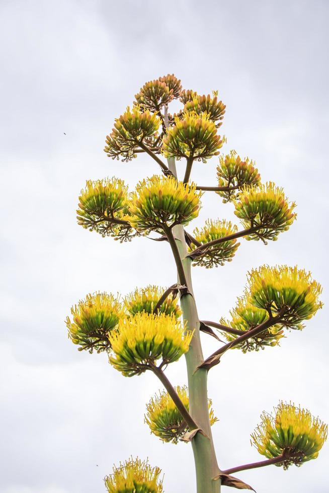 hög gul agave århundradeväxt som växer i öknen foto