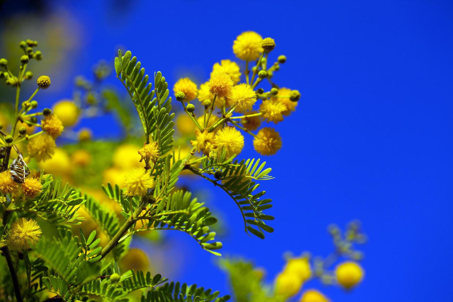 vackra växter gula blommor i naturen foto