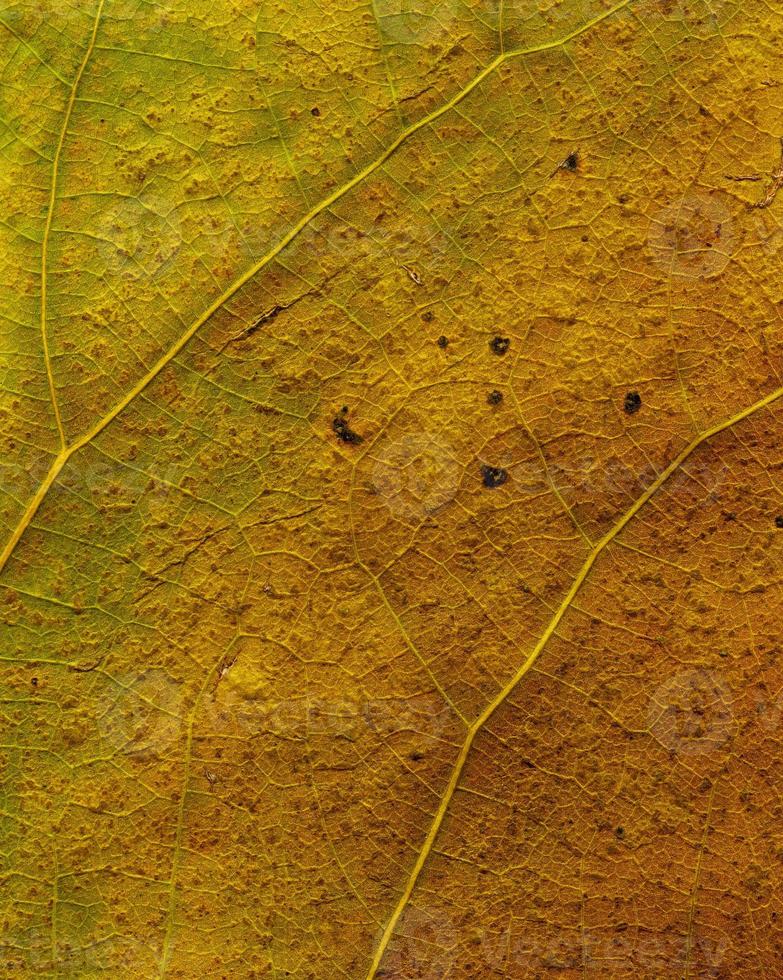 naturlig växt lämnar makro foto