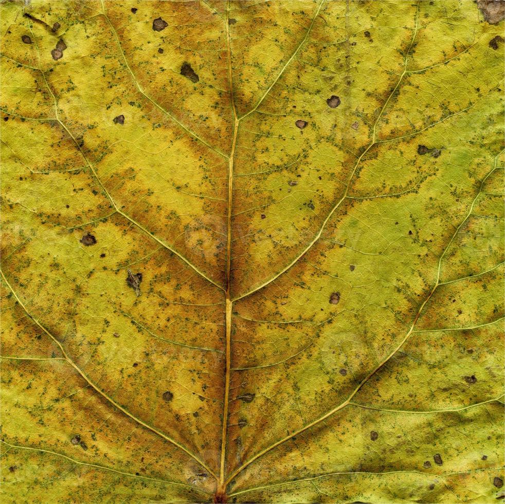 naturlig växt lämnar makro foto