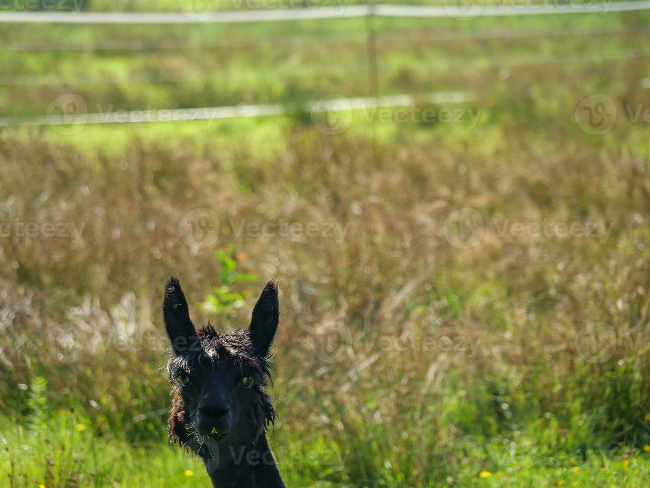 de ö av langeoog foto