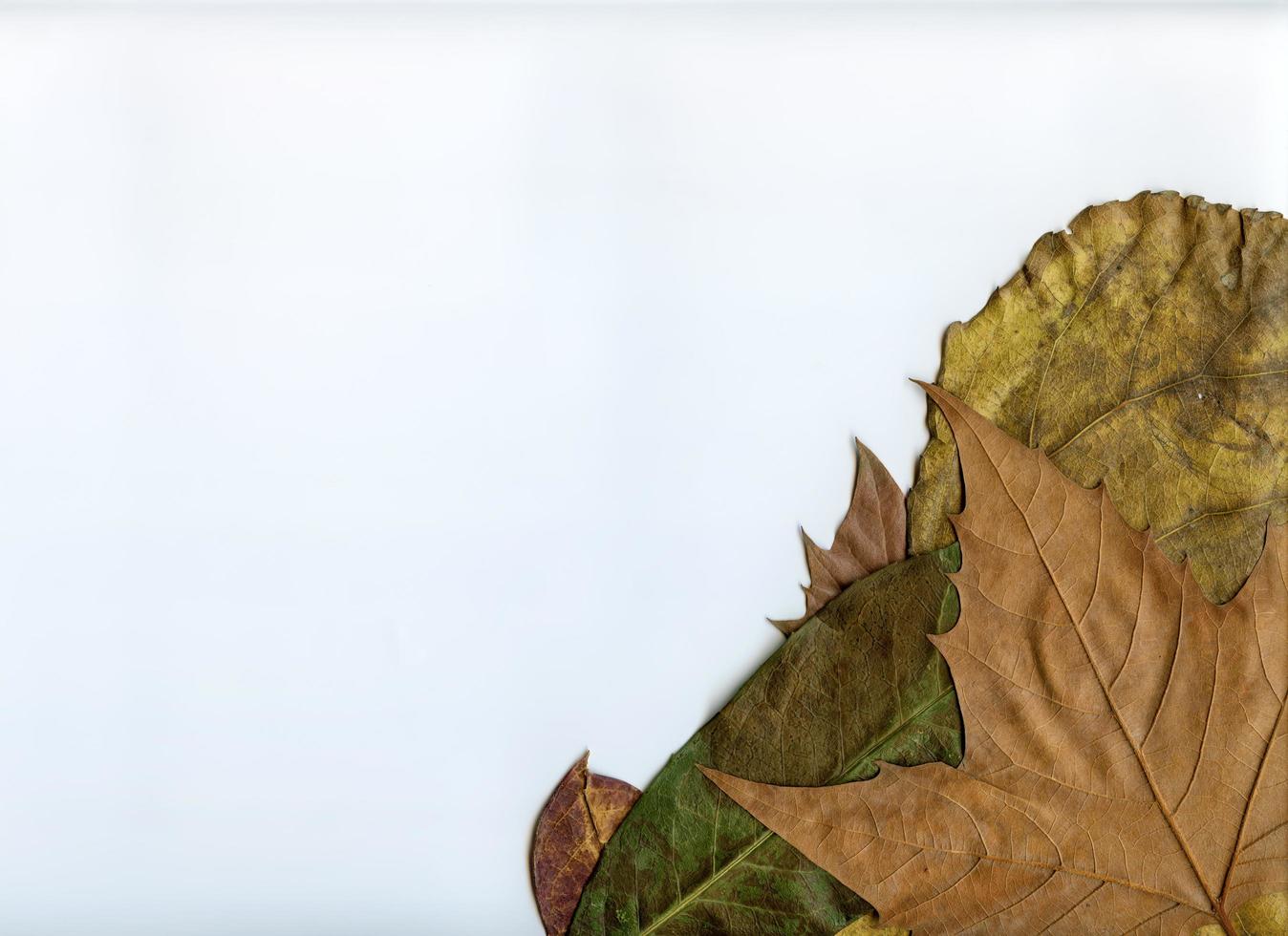 naturlig växt lämnar makro foto