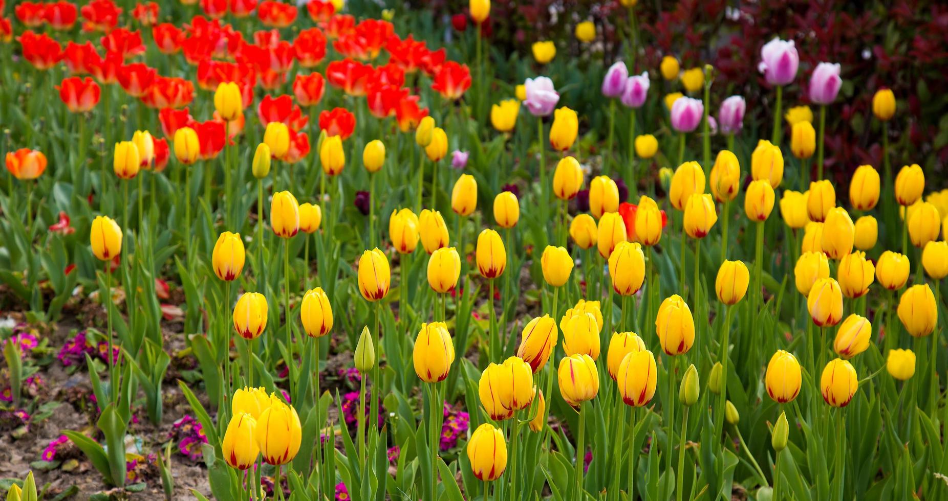 blommig vårblomma färgglada tulpaner foto