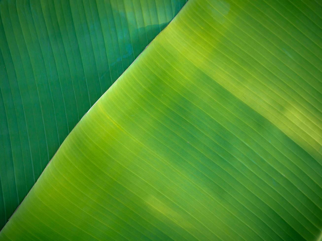 naturlig banan lämnar bakgrund foto