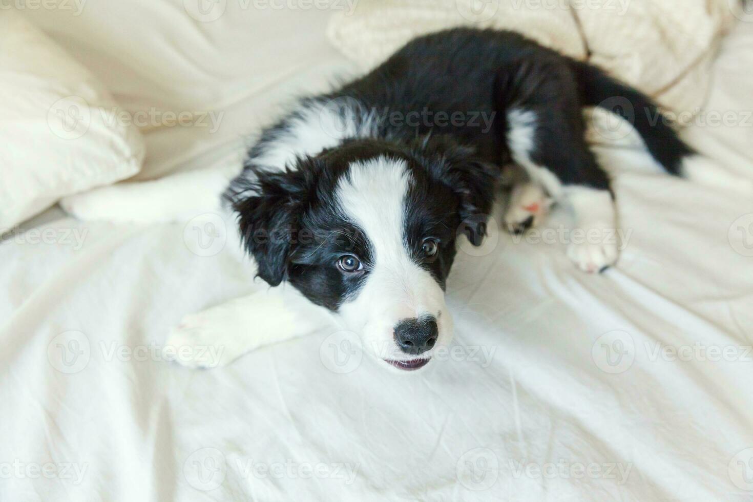 roliga porträtt av söt leende hundvalp border collie i sängen hemma foto