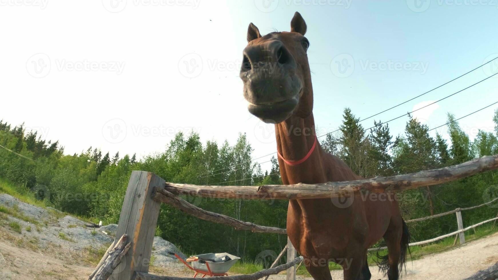 tävlingsbana begrepp. modern djur- boskap. brun häst hingstar i bås avkopplande i Träning inhägna, bruka landsbygden bakgrund. häst i hage inhägna utomhus. häst i naturlig eco odla. foto
