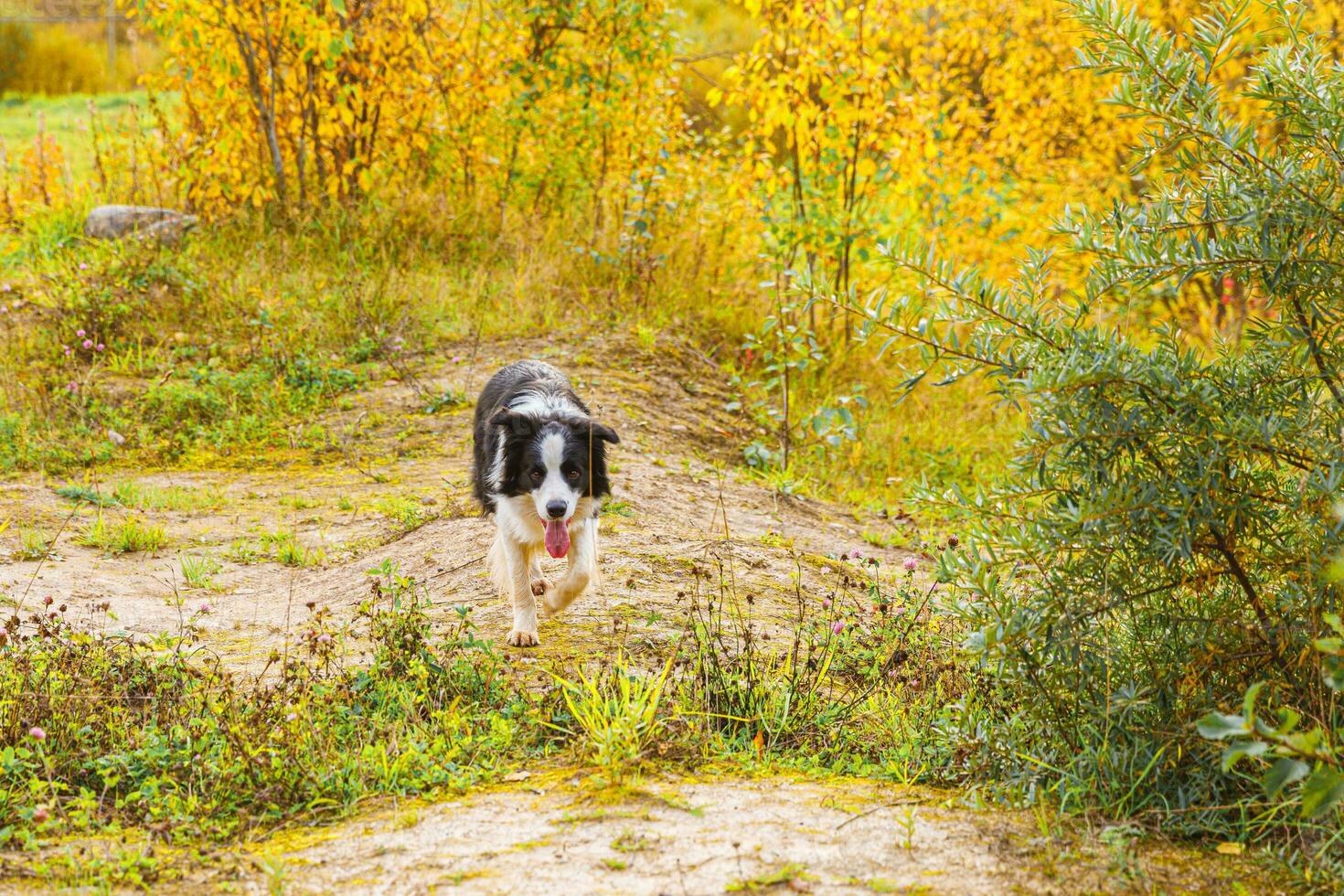 utomhus porträtt av söta leende valp border collie körs i höst park utomhus. liten hund med roligt ansikte på promenader i solig höst höstdag. hej höst kallt väder koncept. foto
