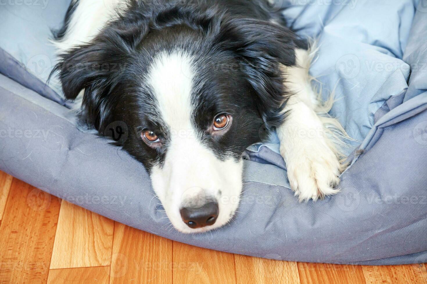 stanna hemma. roligt porträtt av leende hundvalp border collie liggande i hundsäng inomhus. ny härlig medlem av familjen liten hund hemma stirrar och väntar. husdjursvård och djurliv karantän koncept. foto