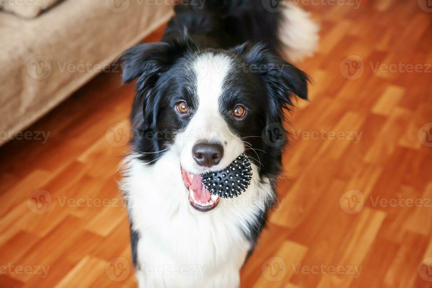 roliga porträtt av söt leende hundvalp border collie håller leksak boll i munnen. ny härlig medlem av familjen liten hund hemma leker med ägaren. husdjursvård och djurkoncept. foto