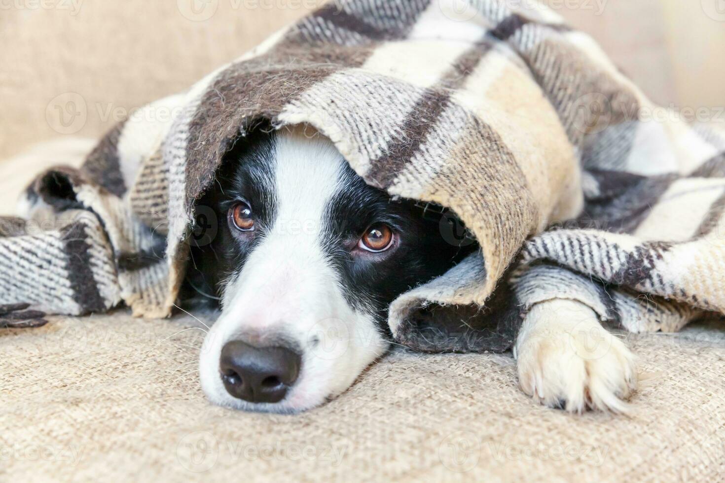 stanna hemma. roliga porträtt av hundvalp border collie liggande på soffan under pläd inomhus. ny härlig medlem av familjen liten hund hemma värmande under filten. husdjursvård djurliv karantän koncept. foto