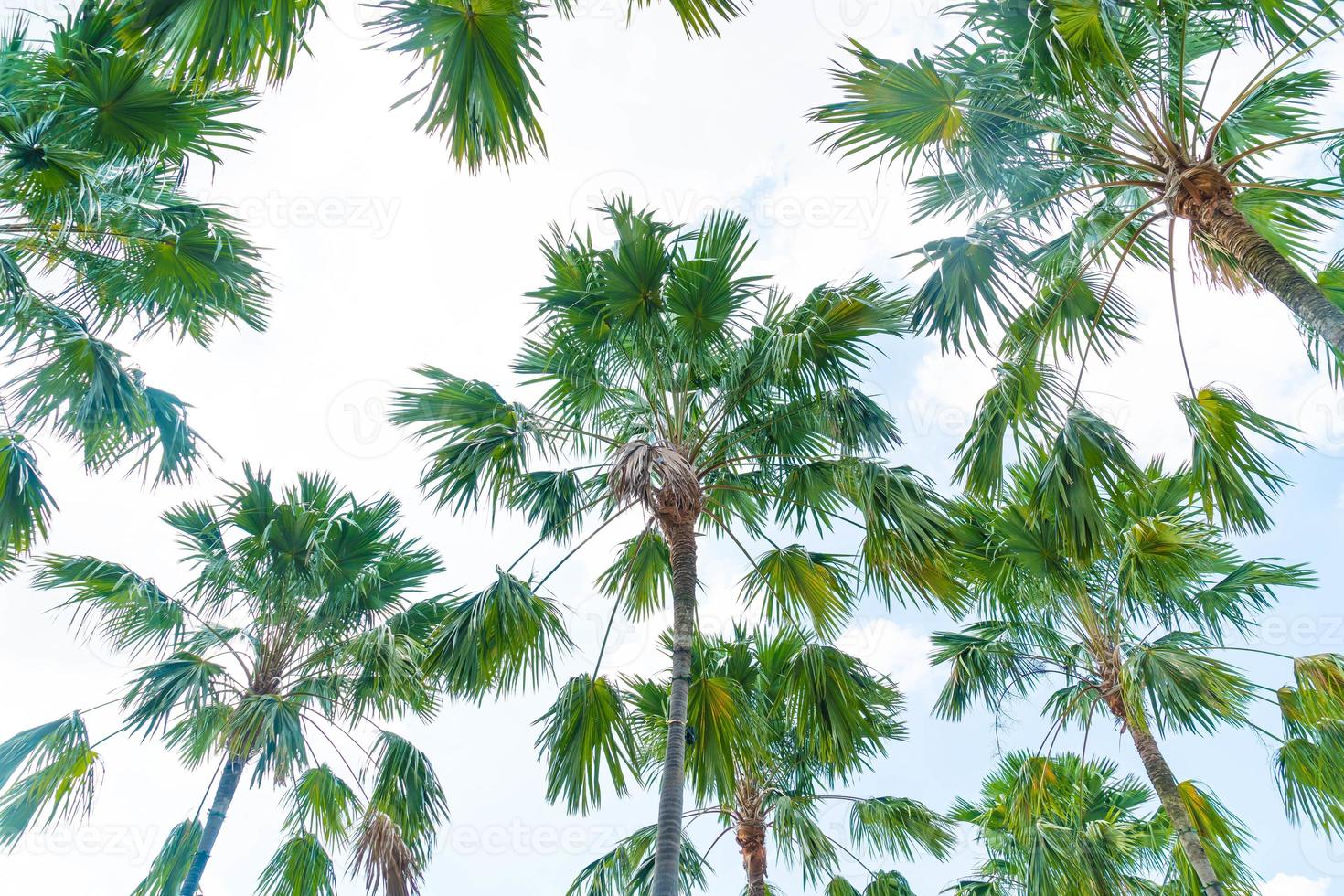 palmträd på himmelbakgrund - öka färgbehandlingsstil foto