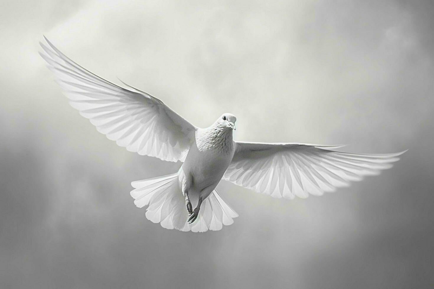 en vit duva med svart och vit fjädrar är flyga foto