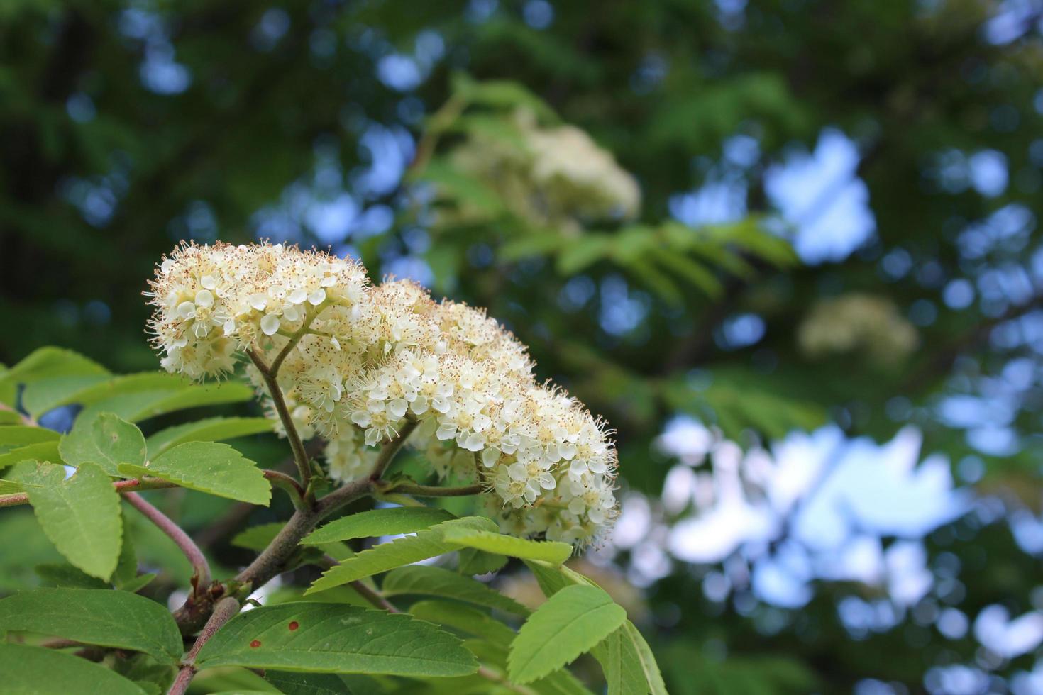 vit blommande gren av rönn foto