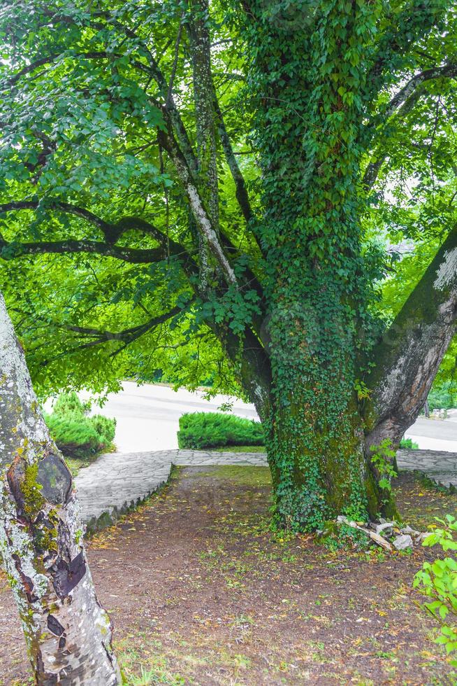 gammalt stort träd bevuxet med murgröna plitvice sjöar nationalpark. foto