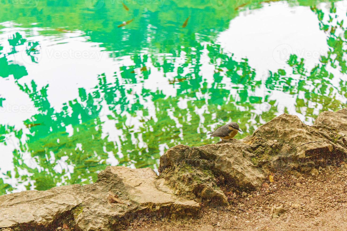 plitvice sjöar nationalpark kroatien fågel och klart turkos vatten. foto