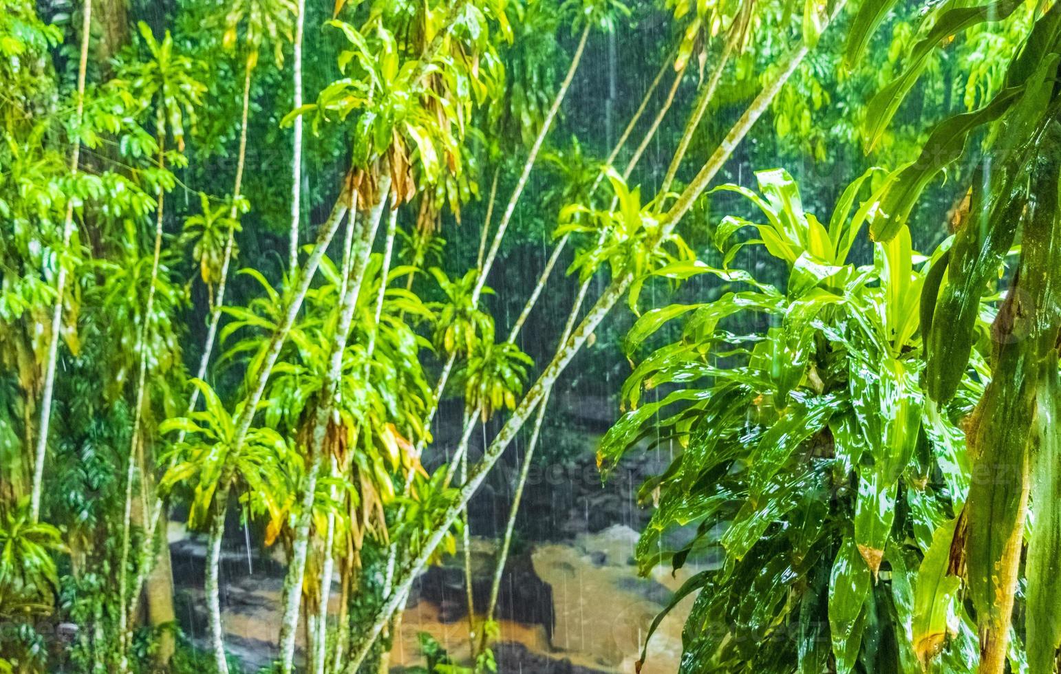 monsun regn tar nim vattenfall hemlig magisk trädgård koh samui. foto