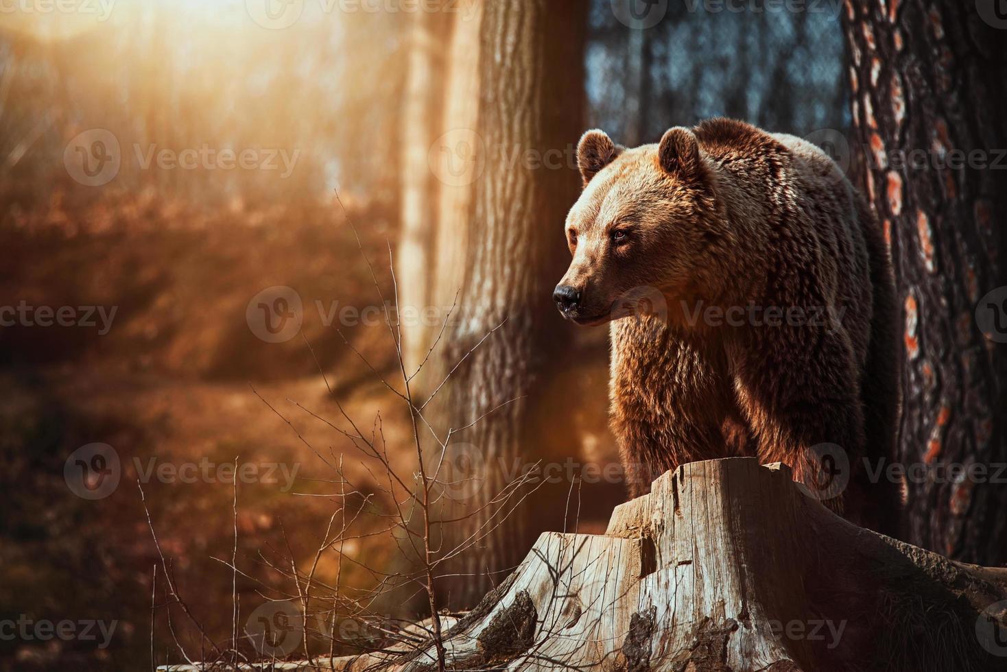 brunbjörn ursus arctos vilar i skogen foto