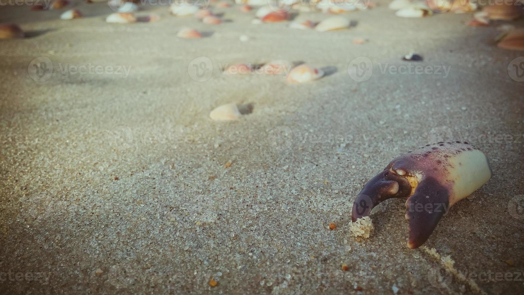 död krabba klo på sanden vid stranden foto