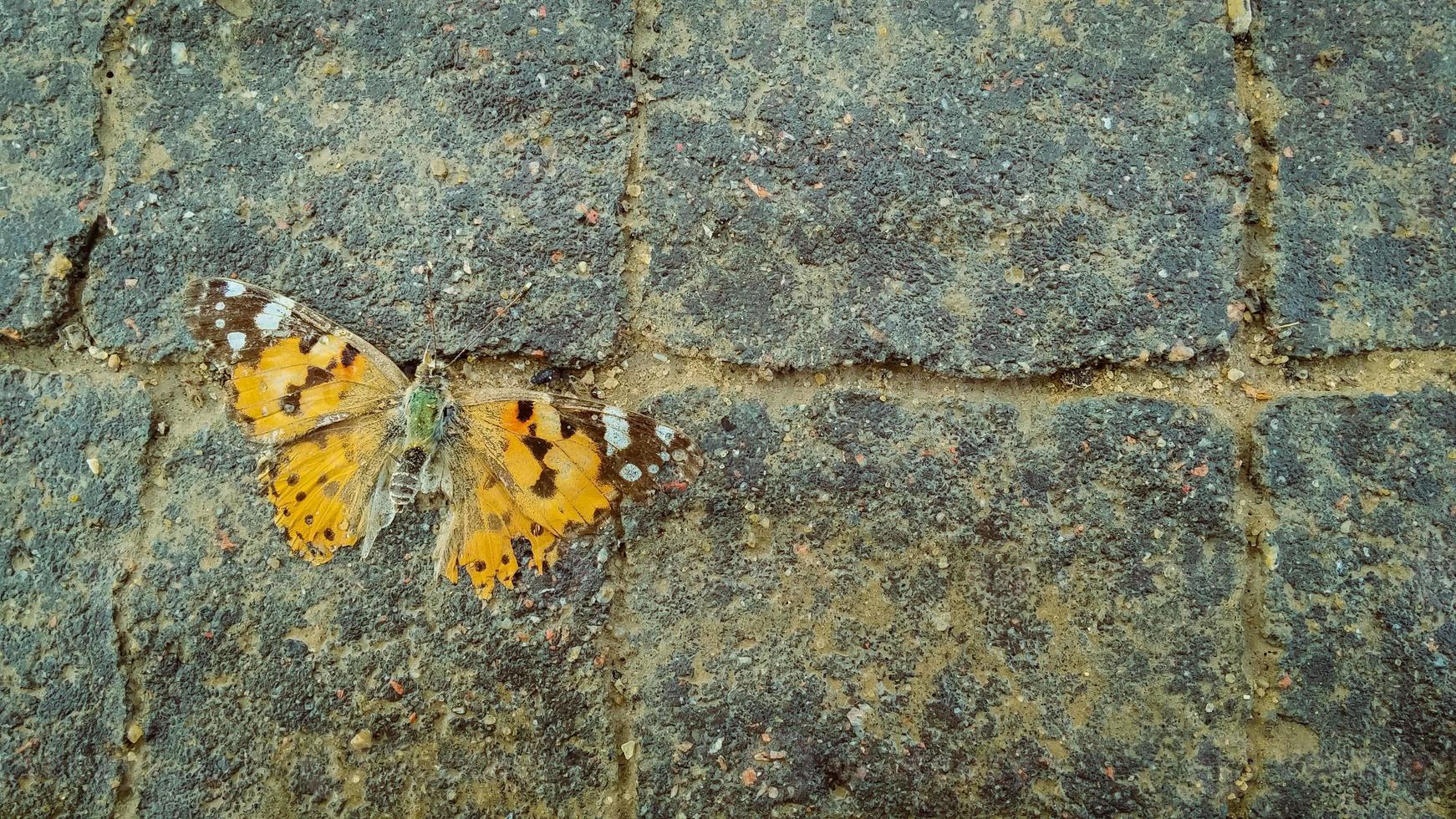 död orange fjäril på trottoaren foto