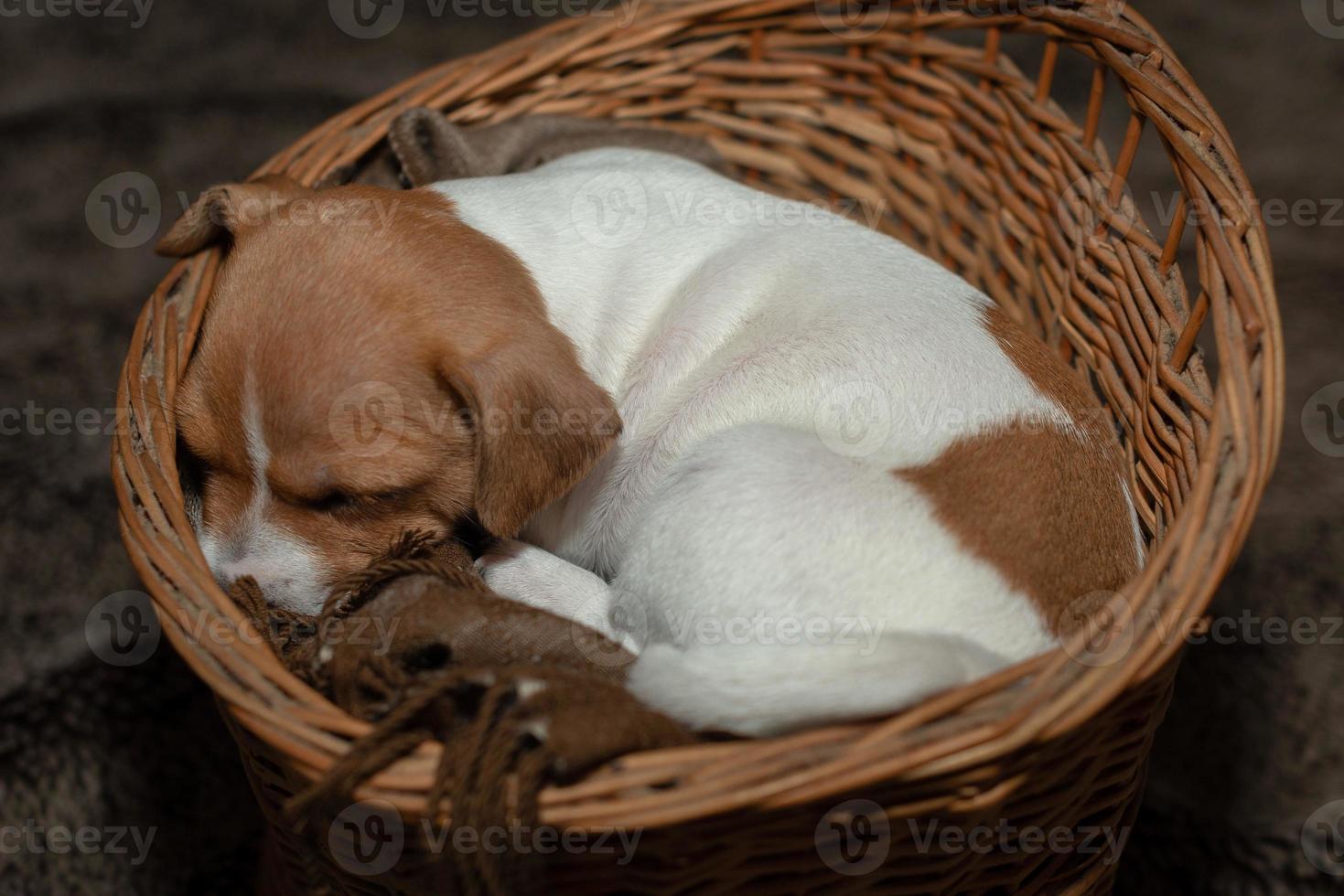 jack russell valp som sover i en korg. foto