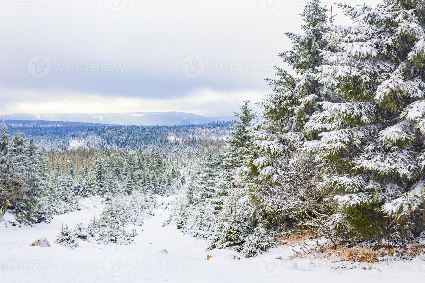 vinter skoglandskap i brocken berget, harz, Tyskland foto