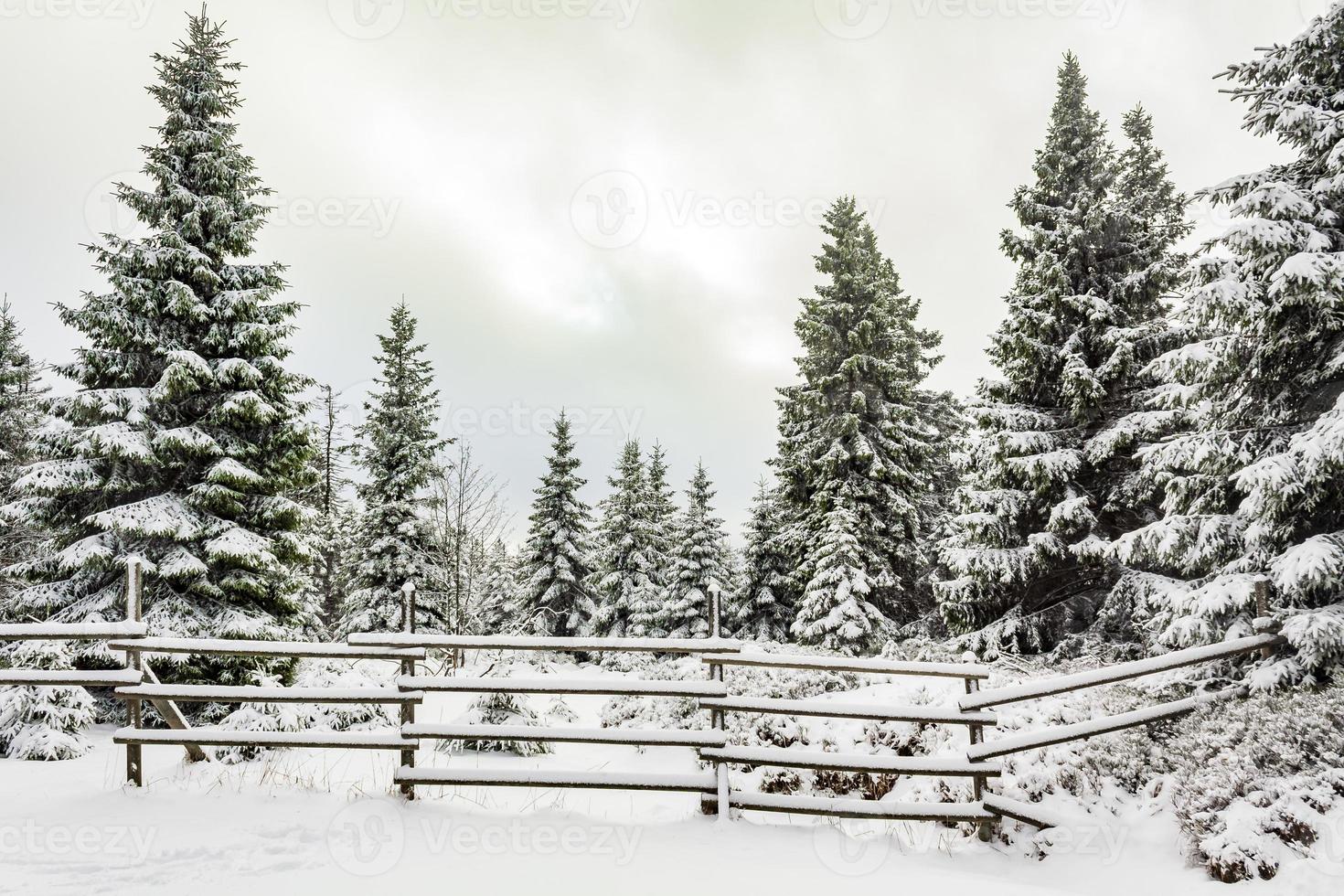 vinter skoglandskap i brocken berget, harz, Tyskland foto