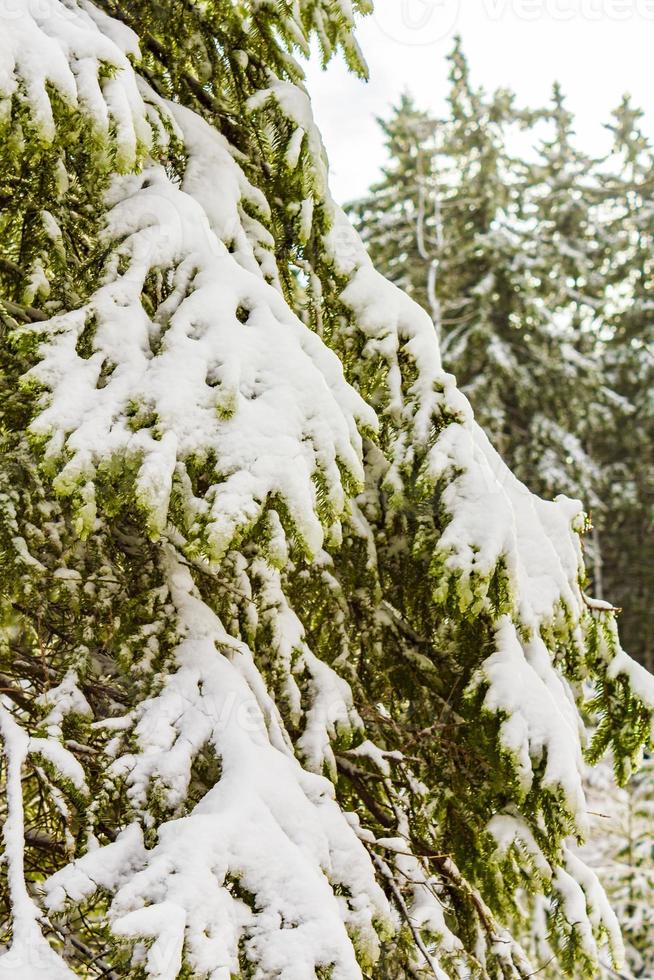 vinter skoglandskap i brocken berget, harz, Tyskland foto