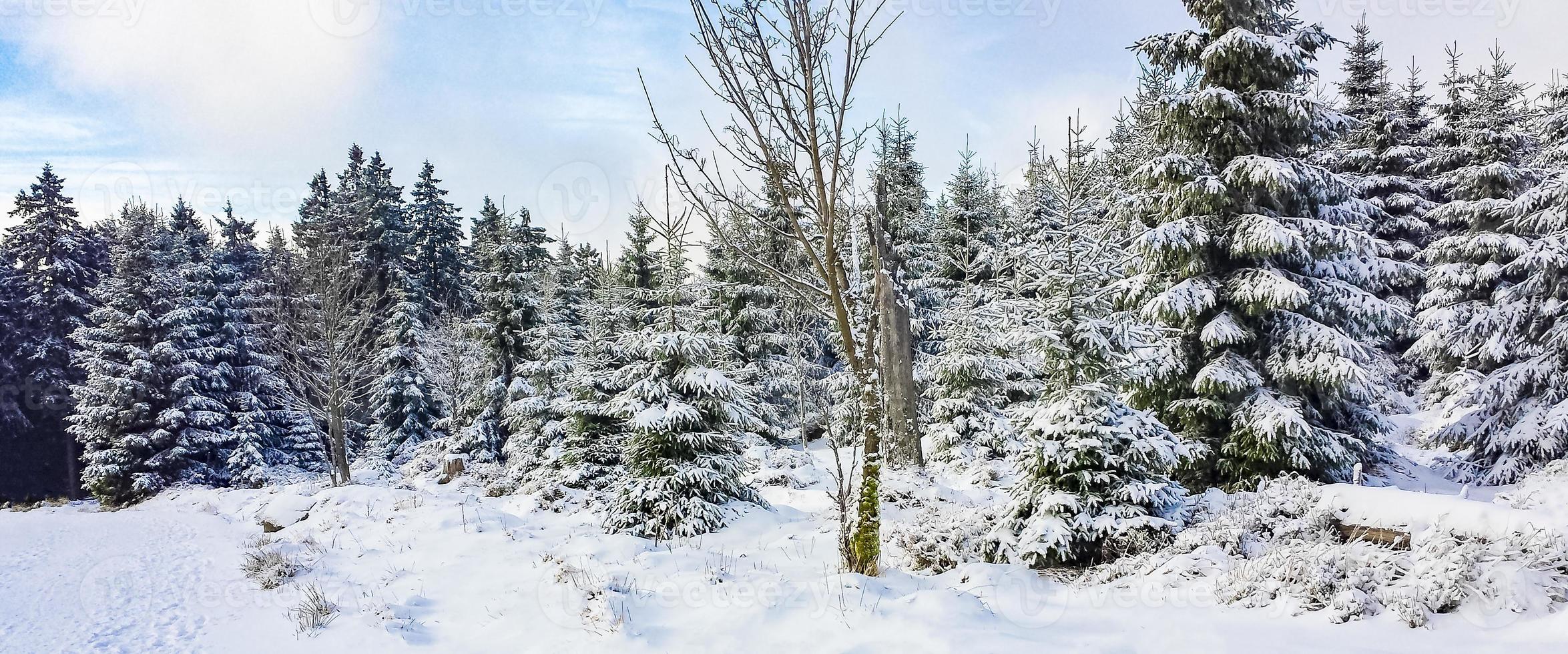 snötäckta träd i det brocken berget, harz bergen, Tyskland foto