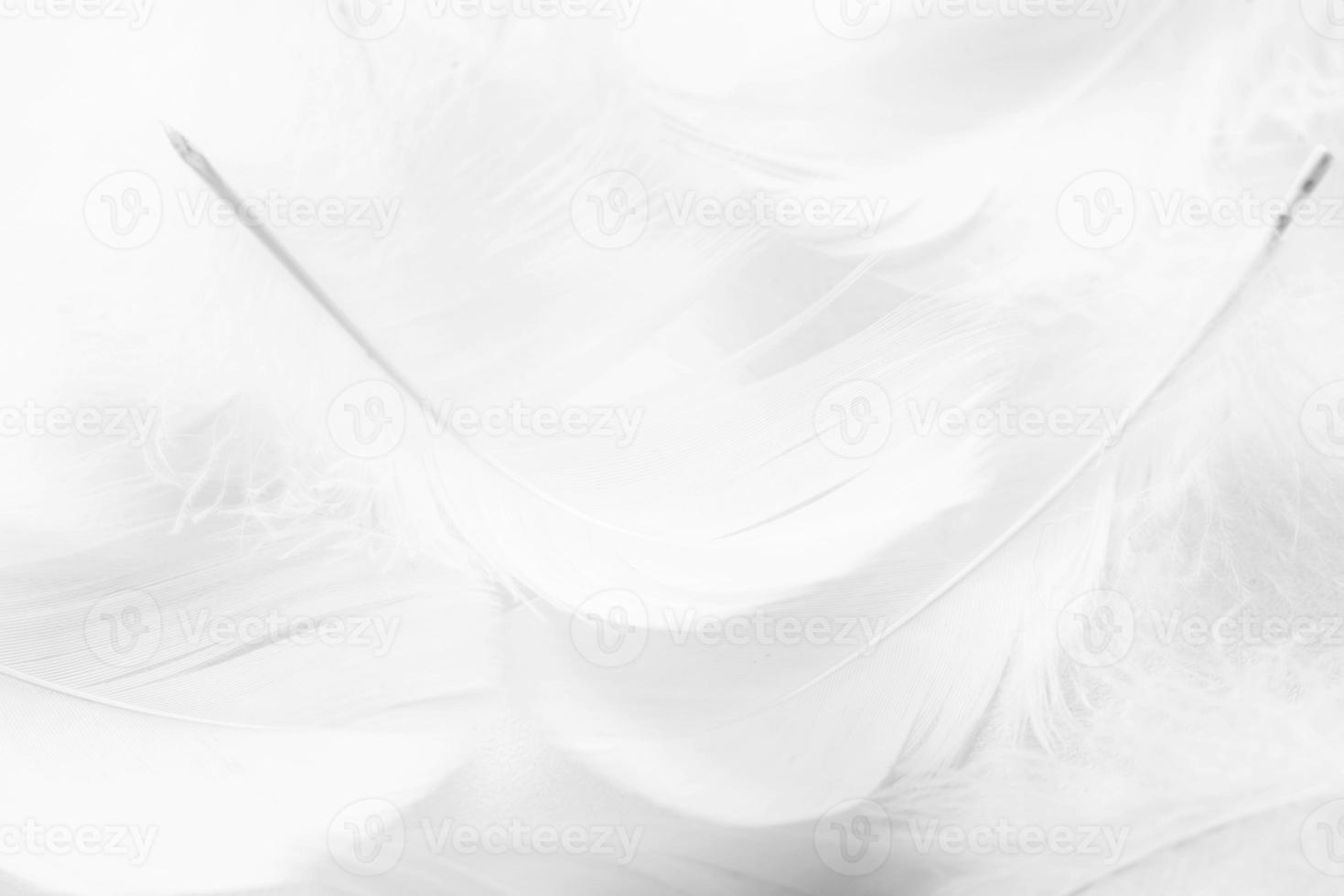 svarta och vita fluffiga fjädrar av fågel som bakgrund foto