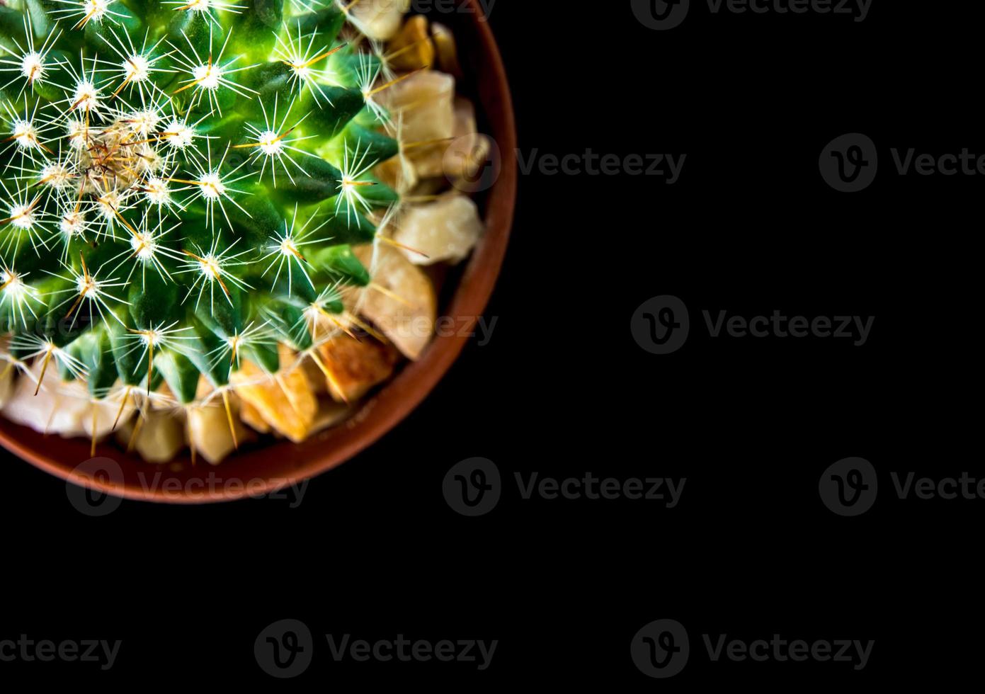 kaktusarter mammillaria på svart bakgrund foto