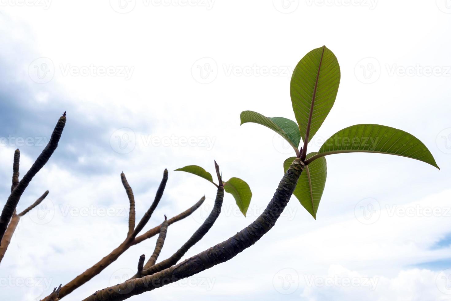 blad och gren av plumeria bredvid stranden foto