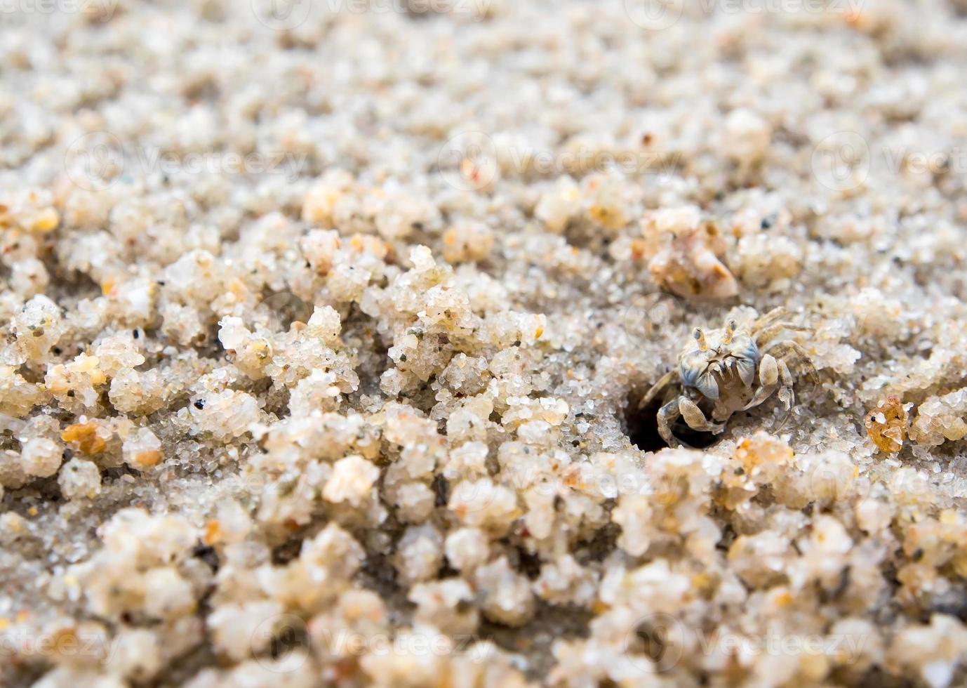 spökekrabba äter på sandstranden, nära deras hål foto