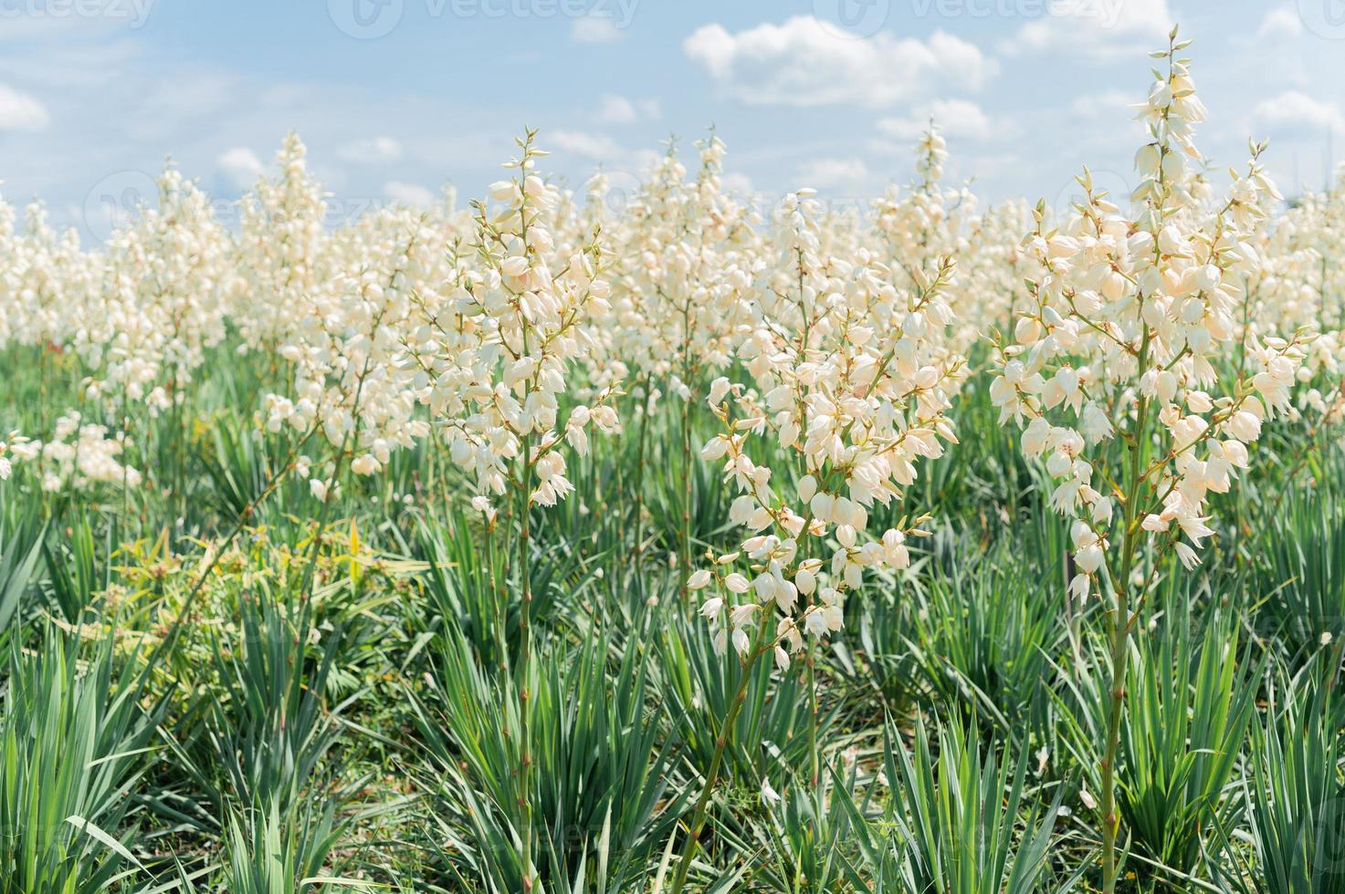 växande fält av yuka bakgrund foto