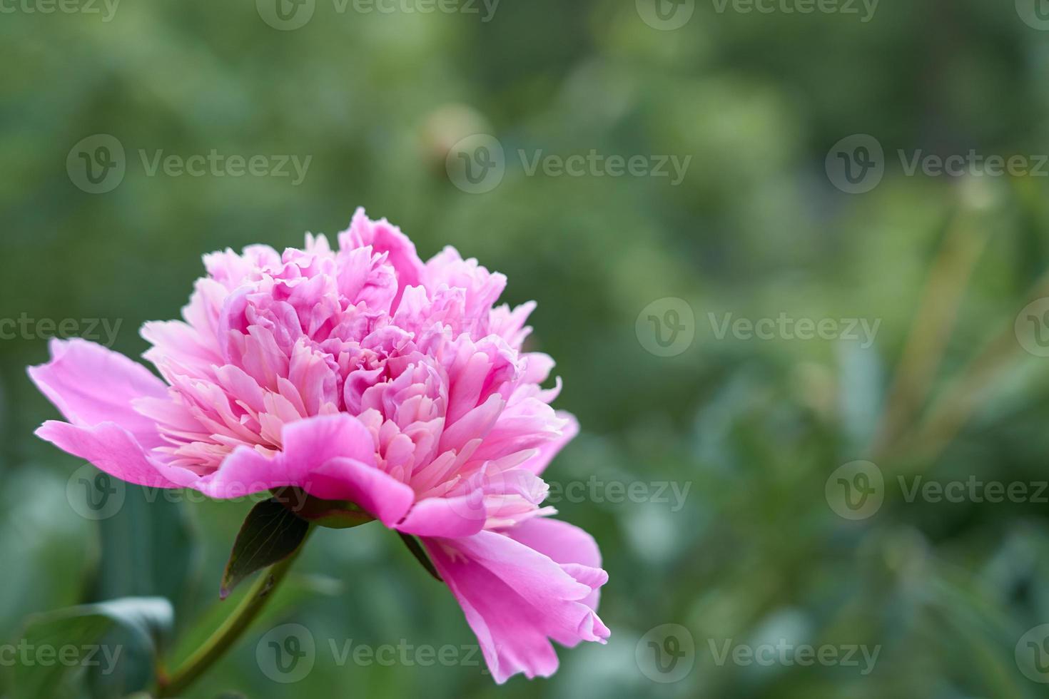 rosa blommapion mot bakgrunden av grönt gräs. foto