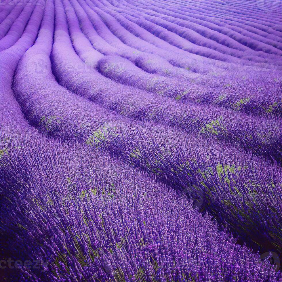 lavendel- fält locka till sig surrande bin, bidrar till de skönhet och biologiska mångfalden ,ai genererad foto