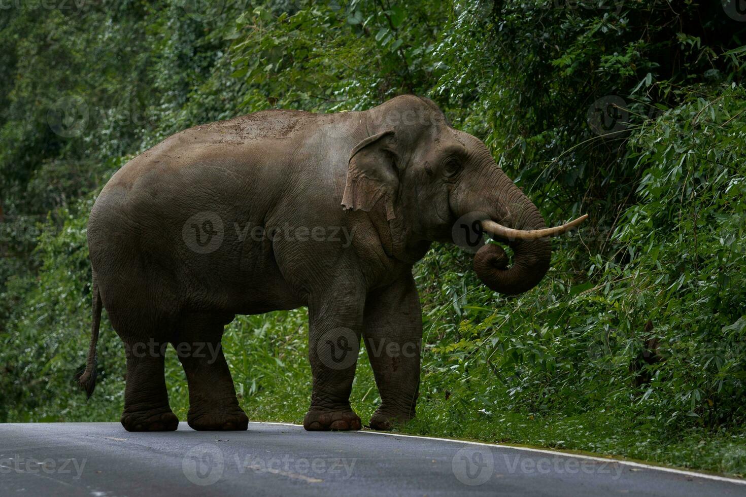 full kropp av skön elfenben manlig elefant i khaoyai nationell parkera thailand, khao yai är ett av mest populär naturlig fristad i thailand foto