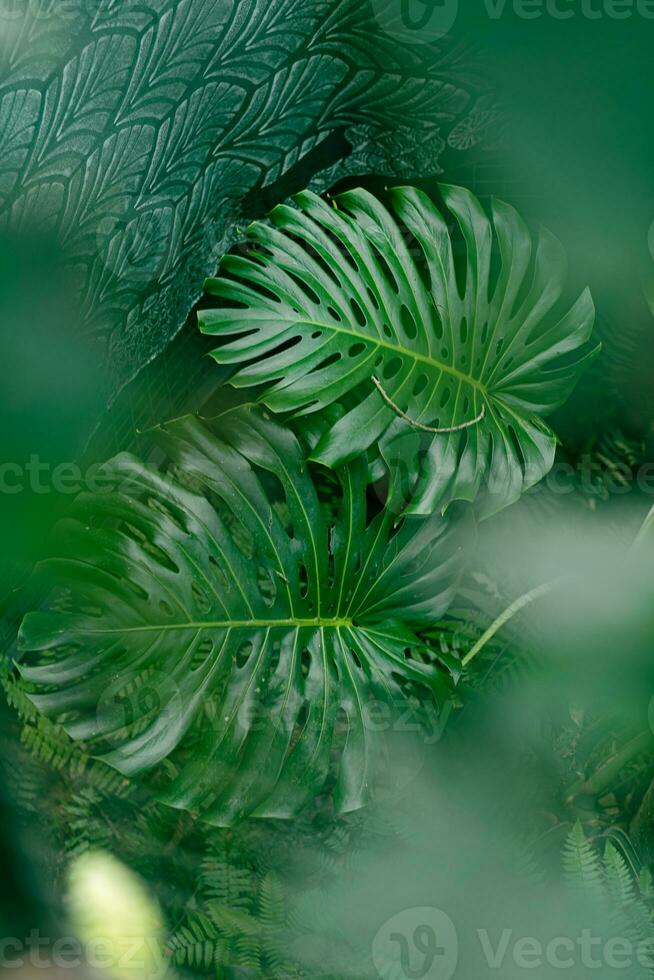 grupp bakgrund av mörk grön tropisk löv monstera, handflatan, kokos blad, ormbunke, handflatan blad, banan blad panorama bakgrund. begrepp av natur foto