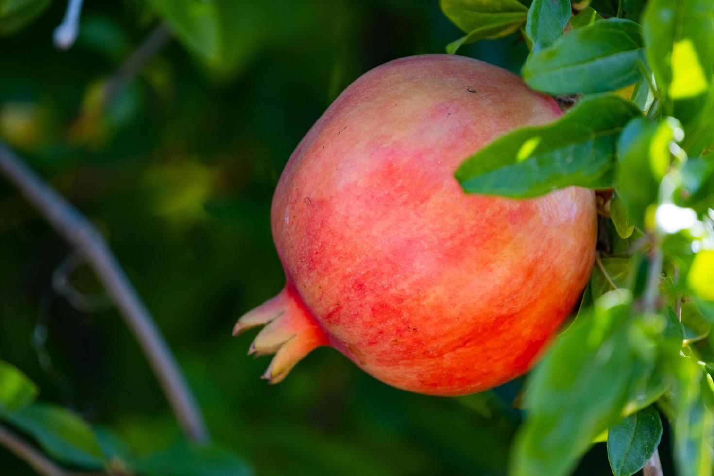 granatäpplefrukt på en gren foto