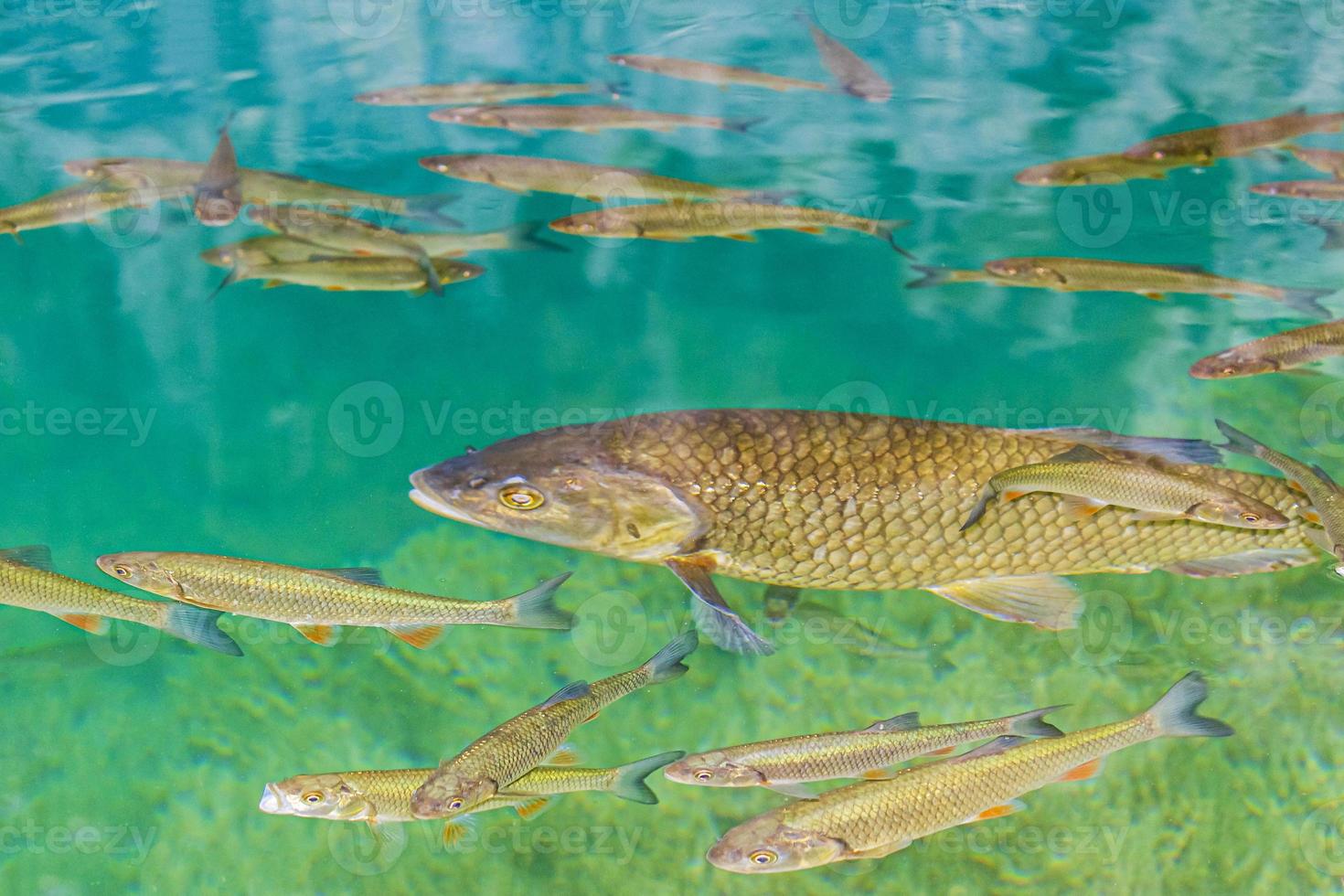 plitvice sjöar nationalpark fiskar under vattnet i klart vatten kroatien. foto