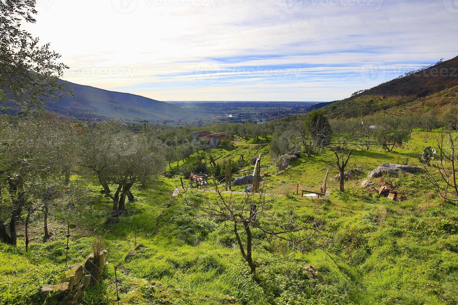 olivträdfält i Italien foto