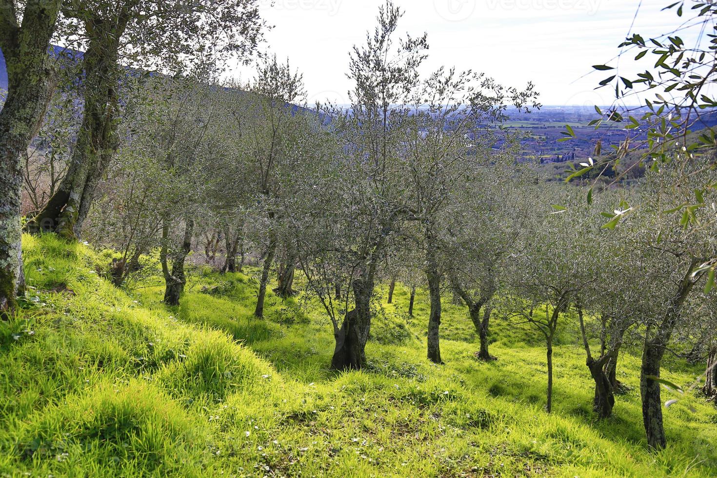 olivträdfält i Italien foto