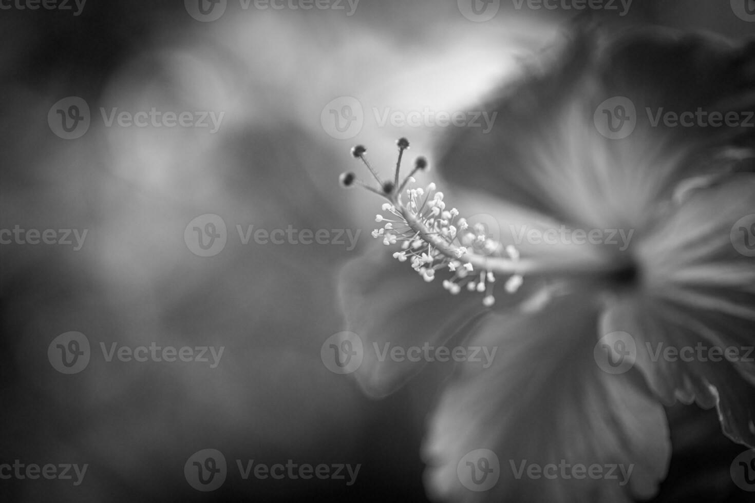 hibiskus blomma i svart och vit. konstnärlig bearbeta, mjuk ljus och tropisk blommig mönster. dramatisk natur bakgrund foto