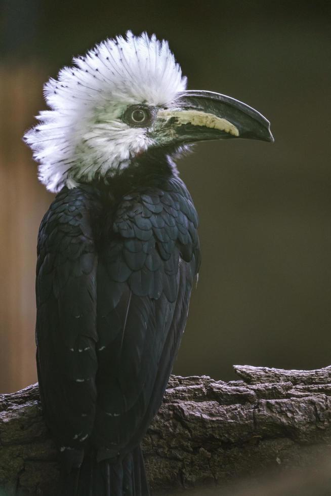 vit krönad hornbill foto