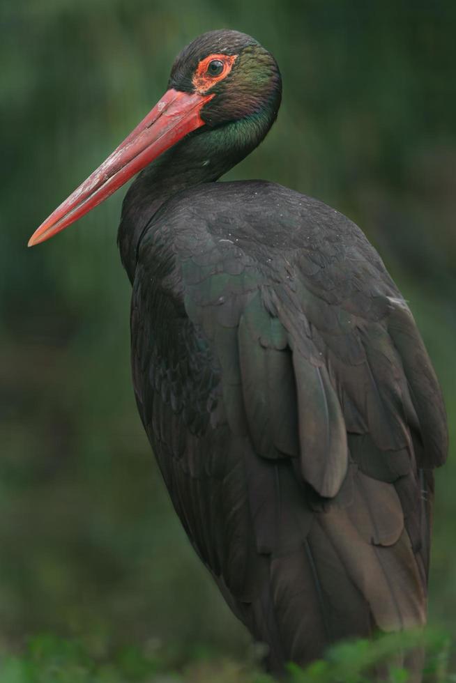 porträtt av svart stork foto