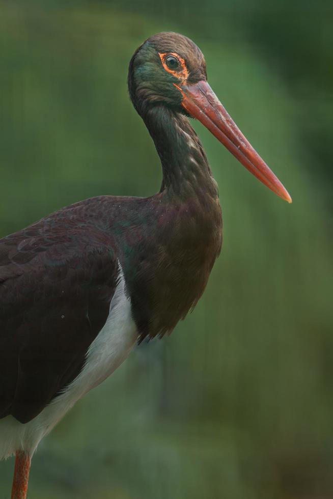 porträtt av svart stork foto