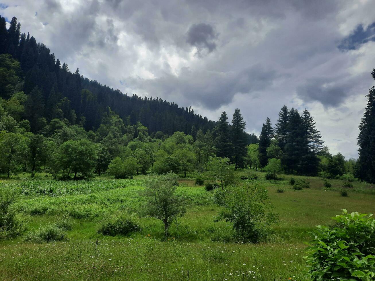 naturskön se av de naturlig skönhet av tao stånga, nål dal, kashmir. tao stånga är känd för dess frodig grön träd och naturlig skönhet. foto