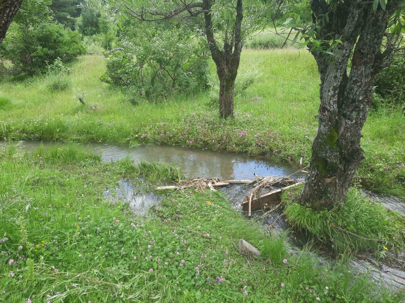 naturskön se av de naturlig skönhet av tao stånga, nål dal, kashmir. tao stånga är känd för dess frodig grön träd och naturlig skönhet. foto